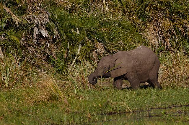 182 Okavango Delta, speelse olifant.jpg